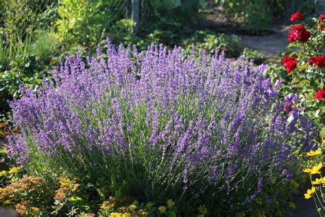 La Lavanda Caracter Sticas Cuidados Usos Propiedades