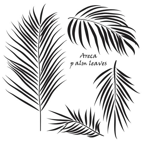 Branch Tropical Palm Areca Leaves In Black Colors Isolated On White