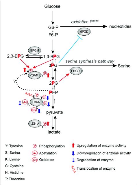 Glycolysis Pathway Regulation