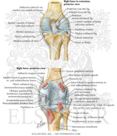 Posterior Ligaments Of Knee