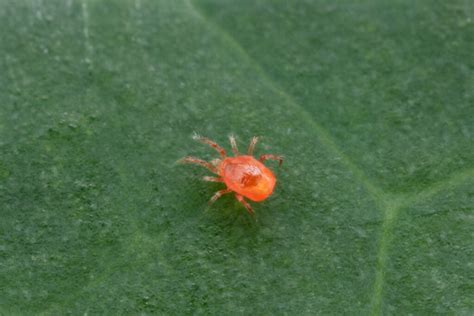 Phytoseiulus Persimilis Anatis Bioprotection