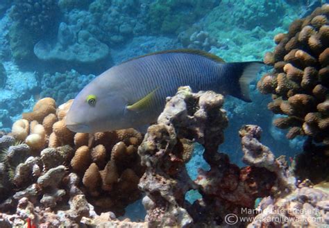 Old Woman Or Blacktail Wrasse Thalassoma Ballieui