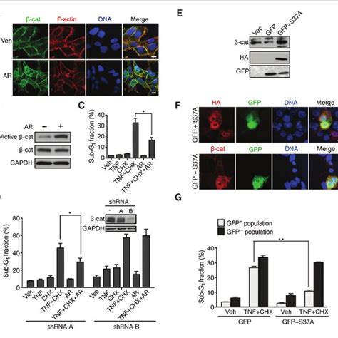 Nuclear Accumulation Of B Catenin Reduces Tnf Induced Apoptosis In