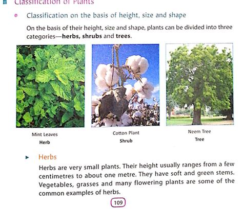 Classification Of Plants Herbs Shrubs Trees