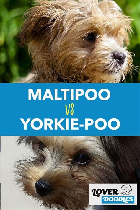 Yorkiepoo Vs Maltipoo Pets Lovers