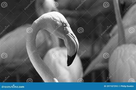 Flamingo Close Up Showing Its Unique Beak and Shaped Head Photographed ...