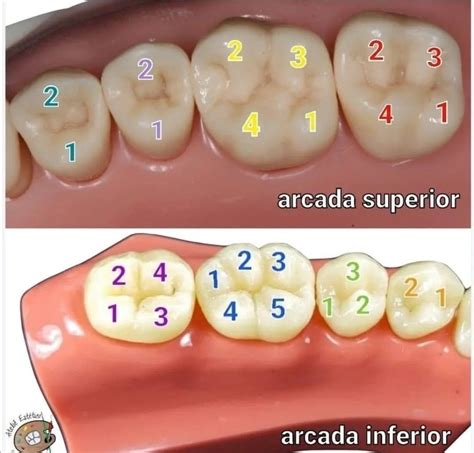 Pin De Gaby Mena En Odontolog A Ideas Escuela De Higiene Dental