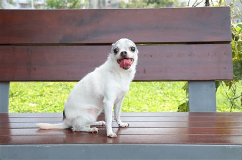 飼主含淚分享 愛犬走失竟因這原因 玩咖playing 自由電子報