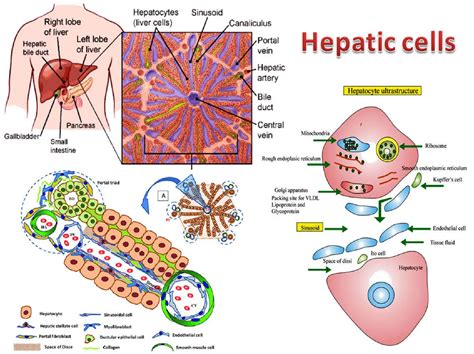 Hepatocytes Structure