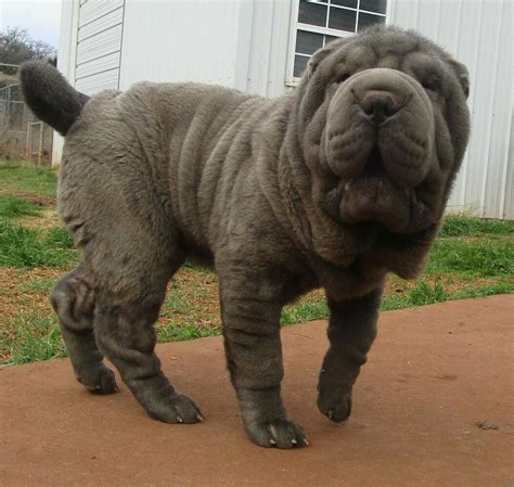 Blue Shar Pei Shar Pei Puppies Shar Pei Dog Chinese Shar Pei Dog