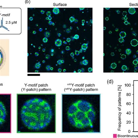 Lipid Vesicle With Phase Separated Dna Hydrogels On Its Inner Leaflet