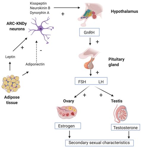 Stimulation Of The Hypothalamic Pituitary Gonadal Hpg Axis The Download Scientific Diagram