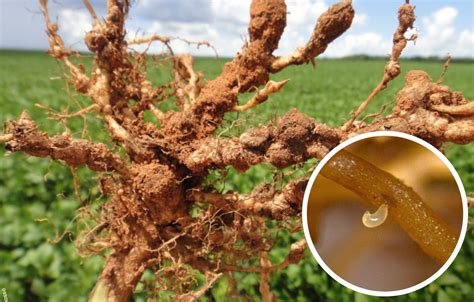 Veja Como Se Livrar Da Infesta O De Nematoides Nas Lavouras Comprerural