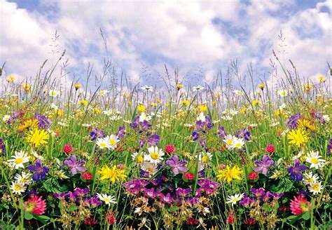 Sommer Hintergrundbilder Blumenwiese