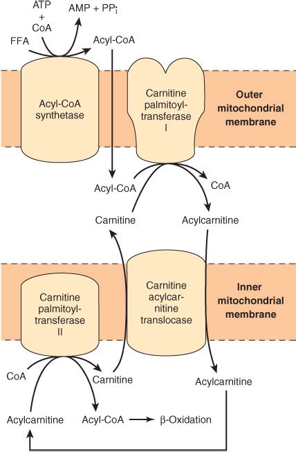 Beta Oxidation Carnitine
