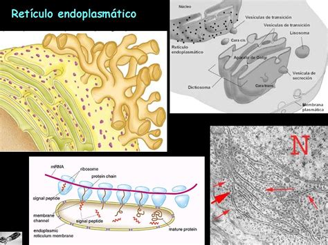 Y La Vida Evolucion Ribosomas Ret Culo Endoplasm Tico Rugoso Rer