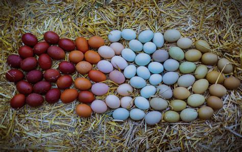 Willkommen Auf Der Cocky Locky Farm Naturbunte Eier Von Alten