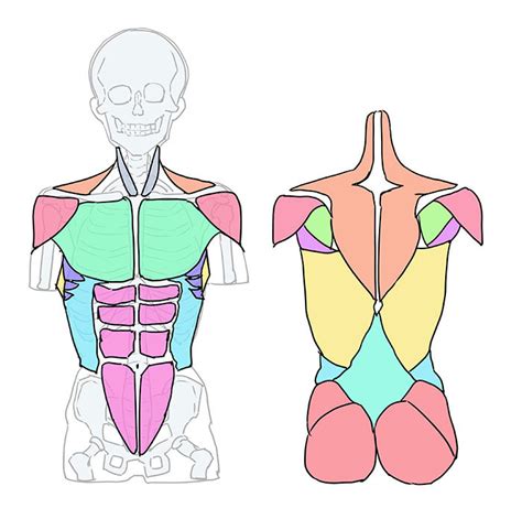 胴体 - Torso - JapaneseClass.jp