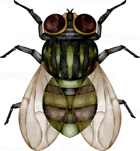 Watercolor Fly Clip Art 36907778 Png