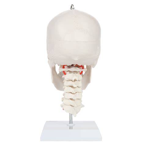 A Human Skull Model With Flexible Neck Axis Scientific Ead