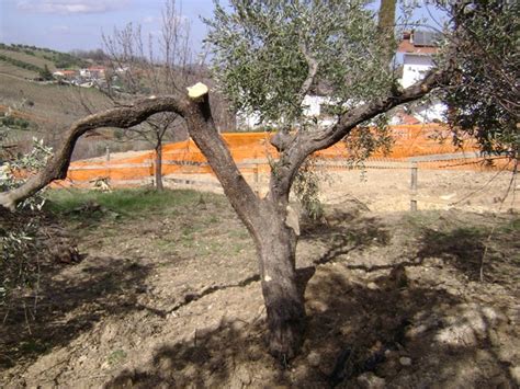 Blitz Dei Carabinieri Forestali Del Comando Stazione Di Fara Filiorum