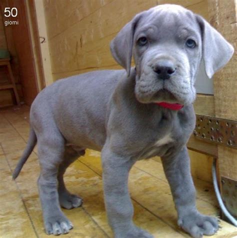 German Dog Discover Fascinating Facts And Information Abou