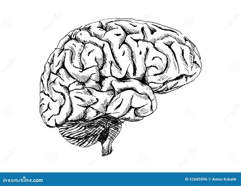 Human Brain Stock Vector Illustration Of Neurology Brain 52685996