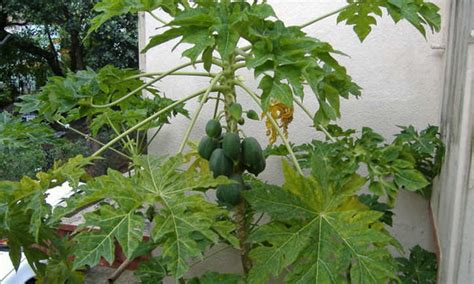 Papaya Tree Tips Growing Prolific Papayas Epic Gardening