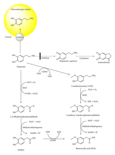 Dopamine Degradation Catalyzed By Mao And Comt Dopamine Oxidation To