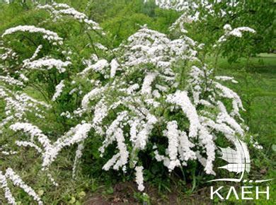 Спирея серая — купить саженцы в Красноярске в питомнике растений Клён