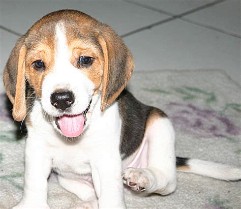 Adorable Baby Beagle Baby Animal Zoo