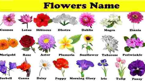 Types Of Flowers Names