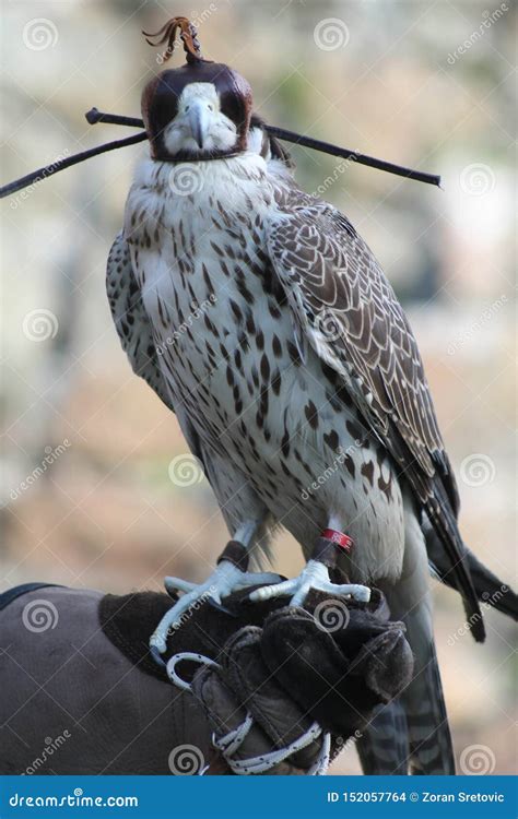 Bird Of Prey A Falcon On Handlers Hand Stock Photo Image Of Glove