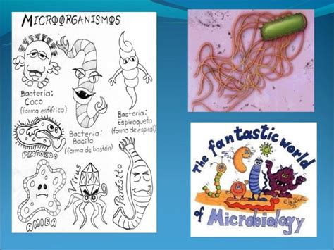 Generalidades De Microbiologia Ppt