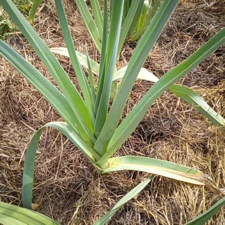 POIREAU PRÉCOCE GROS LONG D ÉTÉ Livraison Gratuite