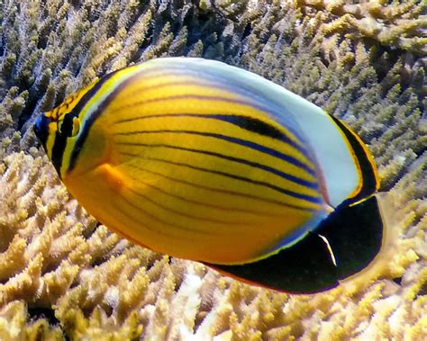 Le poisson papillon côtelé de mer Rouge Chaetodon austriacus