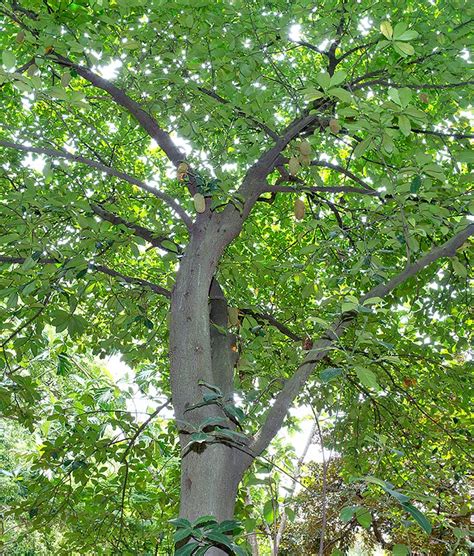 Artocarpus integer - Monaco Nature Encyclopedia