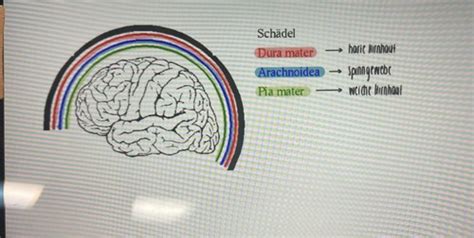 Das Zentrale Nervensystem Flashcards Quizlet