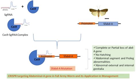 Pictorial Representation Of Crispr Targeting Abdominal A Gene In Faw