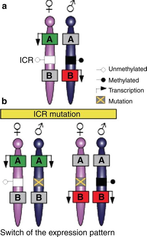 Genomic Imprinting And The Regulation Of Postnatal Neurogenesis Ios Press