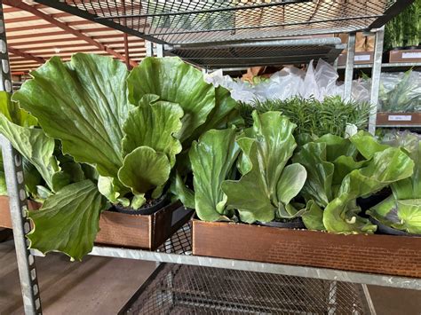 6 Fern Elephantotis Tri State Foliage In House Availability