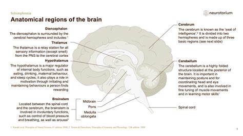 Schizophrenia Neurobiology And Aetiology Neurotorium