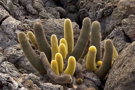 Lava Cactus Brachycereus Nesioticus On Lava Floreana