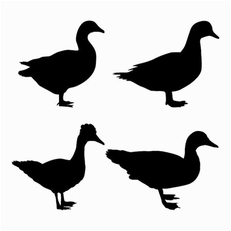 Realistic Duck Silhouette Vectors & Illustrations for Free Download ...