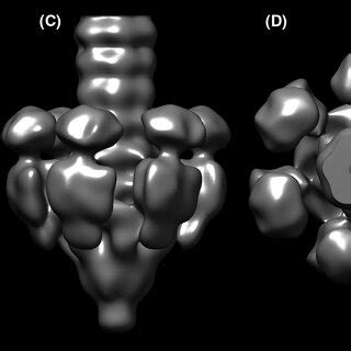 The Resolution Nsem Structure Of The Tail Terminal Part Of Cos