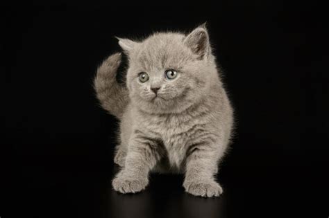 Fotografía de estudio de un gato británico de pelo corto sobre fondos