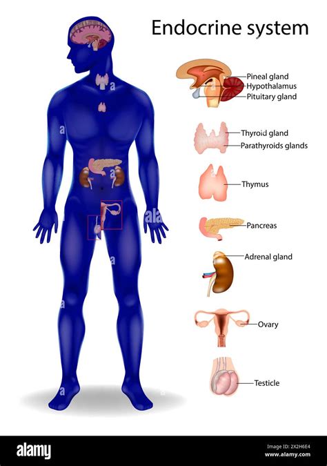 Endocrine System Parathyroids Thyroid Pituitary Pineal Adrenal