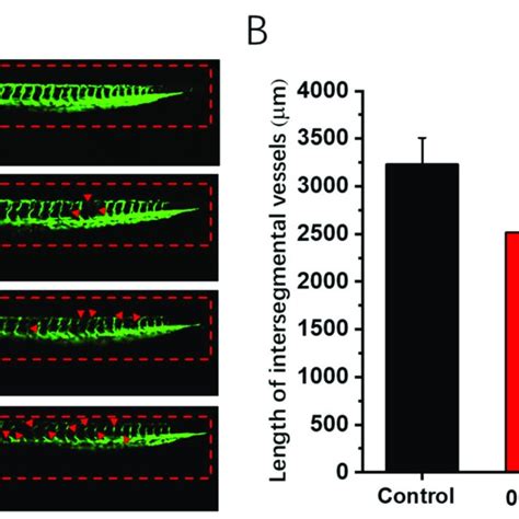 In Vivo Antitumor Effects Of Compound B In Zebrafish Xenografts