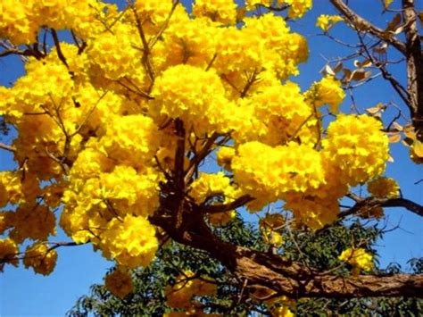 E M Henrique Dias Arvore Simbolo Do Brasil Ip Amarelo