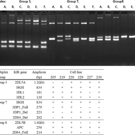 KIR Multiplex SSPPCR Amplicon Locations On The KIR Gene Locus The PCR